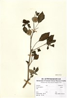 藏品(燈籠草)的圖片